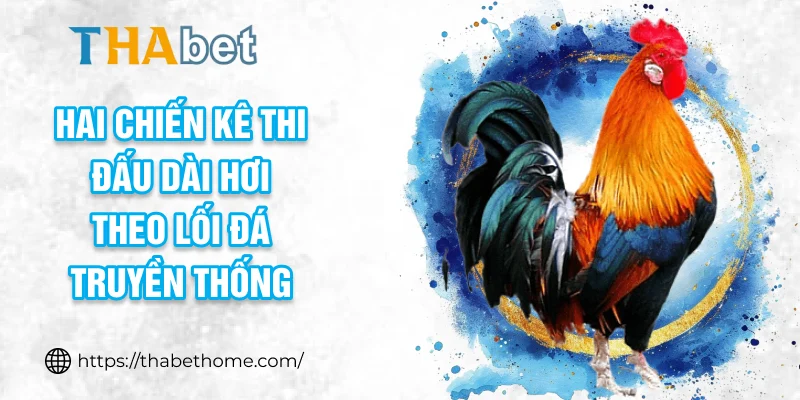Hai chiến kê thi đấu dài hơi theo lối đá truyền thống